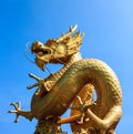 Gold chinese dragon of thailand