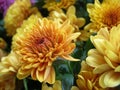 Gold Chrysanthemum Royalty Free Stock Photo