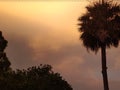 Gold Clouds of Florida