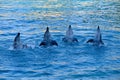 Group of Bottlenose Dolphins jumping out water in Gold Coast Queensland Australia Royalty Free Stock Photo