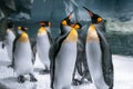 Gold Coast, Queensland, Australia - Arctic penguins behind glass at Seaworld theme park