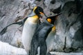 Gold Coast, Queensland, Australia - Arctic penguins behind glass at Seaworld theme park