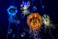 Gold Coast, Queensland, Australia - Illuminated jelly fish at Seaworld theme park