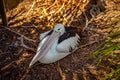 Gold Coast, Queensland, Australia - Pelican at Seaworld theme park