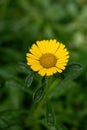 Gold Coin Daisy - Latin name - Asteriscus maritimus Pallenis maritima