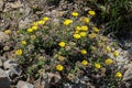 Gold Coin, Mediterranean Beach Daisy Royalty Free Stock Photo