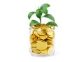 Gold coins in a glass jar isolated on a white background. Money in a pot. A growing tree in money. Investing in nature. Royalty Free Stock Photo