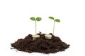 Gold coins in the soil with a young plant.  money growth concept Royalty Free Stock Photo