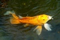 A gold color butterfly koi fish on the surface of the water eating pellets