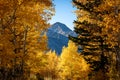 Gold Colored Autumn Leaves on Aspen Trees Framing a Mountain Peak in the Distance With a Blue Sky in the Afternoon