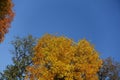 Gold colored leafage of ash tree against blue sky