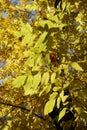 Gold colored leaves of red ash in autumn Royalty Free Stock Photo