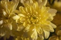 The gold colored petals of chrysanth blossoms