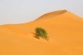 Gold colored sand dune with a bush in Saudi Arabia Royalty Free Stock Photo