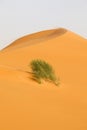 Gold colored sand dune with a bush in Saudi Arabia Royalty Free Stock Photo