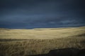 Gold colored by sun wheat fields in Canada Royalty Free Stock Photo