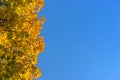 Autumn leaves against blue sky Royalty Free Stock Photo