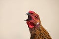 GOLD COLOURED CHICKEN SHRIEKING Royalty Free Stock Photo