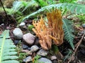 Gold Coral Fungus - Clavaria sp. Royalty Free Stock Photo