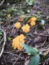 Gold Coral Mushroom