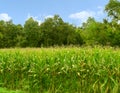 Gold corn field in front of green forest
