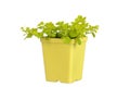 Gold creeping jenny in yellow pot Royalty Free Stock Photo