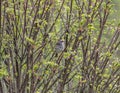 Gold-Crowned Sparrow Perched in a Bush