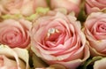 Gold diamond engagement ring in beautiful pink rose flower among big amount of roses in big bouquet close up Royalty Free Stock Photo