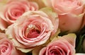 Gold diamond engagement ring in beautiful pink rose flower among big amount of roses in big bouquet close up Royalty Free Stock Photo