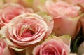 Gold diamond engagement ring in beautiful pink rose flower among big amount of roses in big bouquet close up Royalty Free Stock Photo