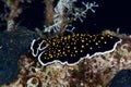 Gold-dotted flatworm in the Red Sea. Royalty Free Stock Photo