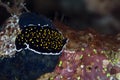 Gold-dotted flatworm in the Red Sea. Royalty Free Stock Photo