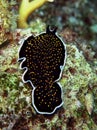 Gold dotted flatworm Thysanozoon sp Royalty Free Stock Photo