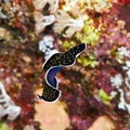 Gold dotted flatworm Royalty Free Stock Photo