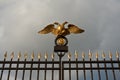 Gold double eagle on a steel fence