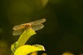 Gold Dragonfly On Green Leaf Royalty Free Stock Photo