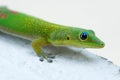 Gold Dust Day Gecko Royalty Free Stock Photo