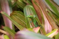 Gold dust day gecko on Bromeliad plant Royalty Free Stock Photo