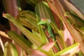 Gold dust day gecko on Bromeliad plant Royalty Free Stock Photo