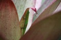 Gold dust day gecko on Bromeliad plant Royalty Free Stock Photo