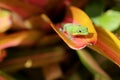 Gold dust day gecko on Bromeliad plant leaf Royalty Free Stock Photo