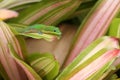 Gold dust day gecko on Bromeliad plant leaf Royalty Free Stock Photo
