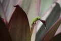 Gold dust day gecko on Bromeliad plant leaf Royalty Free Stock Photo