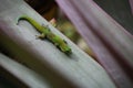 Gold dust day gecko feeding on Bromeliad plant leaf Royalty Free Stock Photo
