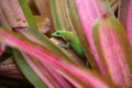 Gold dust day gecko on Bromeliad plant Royalty Free Stock Photo