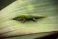 Gold dust day gecko feeding on Bromeliad plant leaf Royalty Free Stock Photo