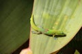 Gold dust day gecko feeding tangerine pulp Royalty Free Stock Photo