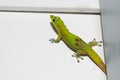 Gold dust day gecko while looking at you