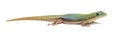 Gold dust day gecko, Phelsuma laticauda, Isolated on white Royalty Free Stock Photo