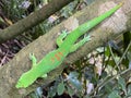 Gold dust day gecko Phelsuma laticauda, Syn. Pachydactylus laticauda, Der Goldstaub-Taggecko or il felsuma dalla coda larga Royalty Free Stock Photo